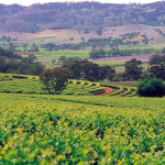Wineries of Swan Valley